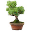 Pinus parviflora, 24,5 cm, ± 20 años de edad, con un nebari de 5,5 cm