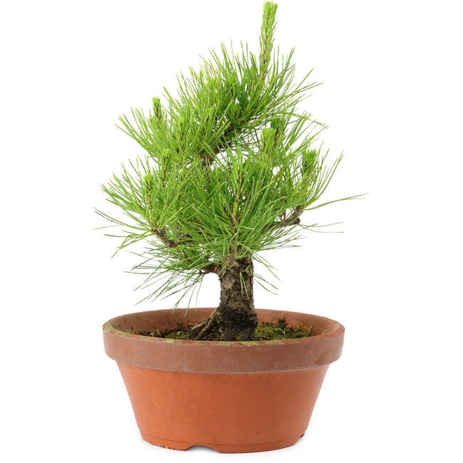 Pinus thunbergii, 28,5 cm, ± 10 años de edad