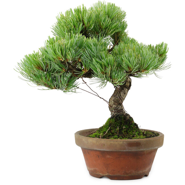 Pinus parviflora, 24,5 cm, ± 20 años de edad, con un nebari de 5,5 cm