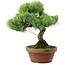 Pinus parviflora, 24,5 cm, ± 20 años de edad, con un nebari de 5,5 cm