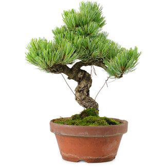 Pinus parviflora, 24,5 cm, ± 20 años de edad