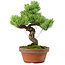 Pinus parviflora, 24,5 cm, ± 20 años de edad, con un nebari de 5,5 cm