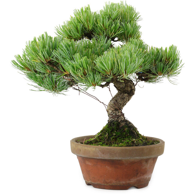 Pinus parviflora, 24,5 cm, ± 20 años de edad, con un nebari de 5,5 cm