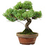 Pinus parviflora, 24,5 cm, ± 20 años de edad, con un nebari de 5,5 cm
