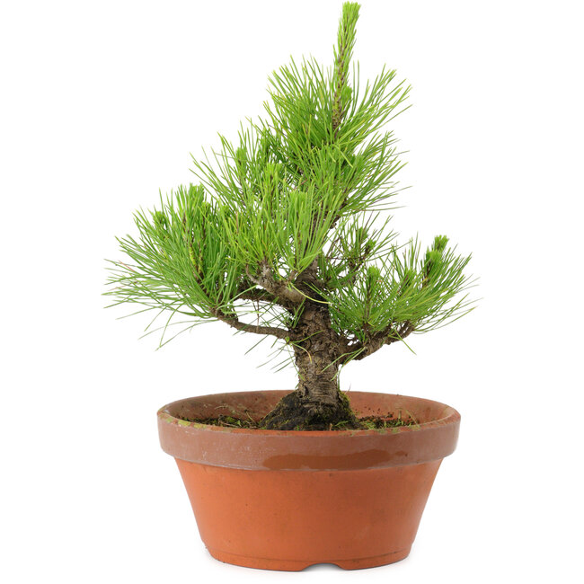 Pinus thunbergii, 28,5 cm, ± 10 años de edad