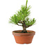 Pinus thunbergii, 28,5 cm, ± 10 años de edad