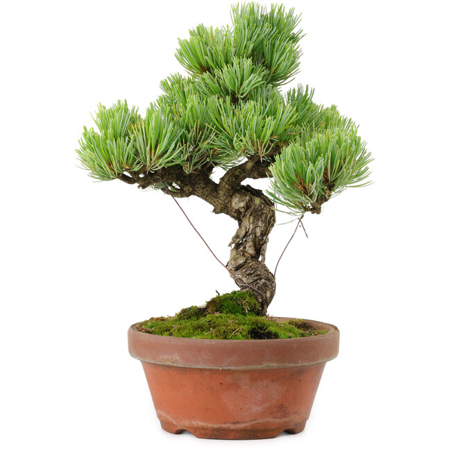 Pinus parviflora, 24,5 cm, ± 20 años de edad, con un nebari de 5,5 cm