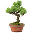 Pinus parviflora, 24,5 cm, ± 20 años de edad, con un nebari de 5,5 cm