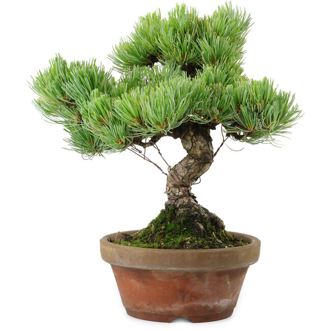 Pinus parviflora, 24,5 cm, ± 20 años de edad, con un nebari de 5,5 cm