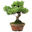 Pinus parviflora, 24,5 cm, ± 20 años de edad, con un nebari de 5,5 cm