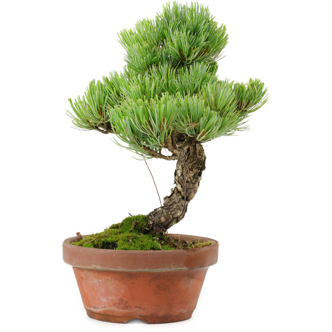 Pinus parviflora, 24,5 cm, ± 20 años de edad, con un nebari de 5,5 cm