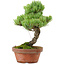 Pinus parviflora, 24,5 cm, ± 20 años de edad, con un nebari de 5,5 cm