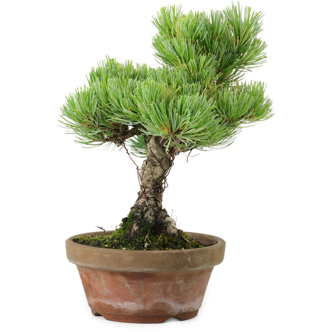 Pinus parviflora, 24,5 cm, ± 20 años de edad, con un nebari de 5,5 cm