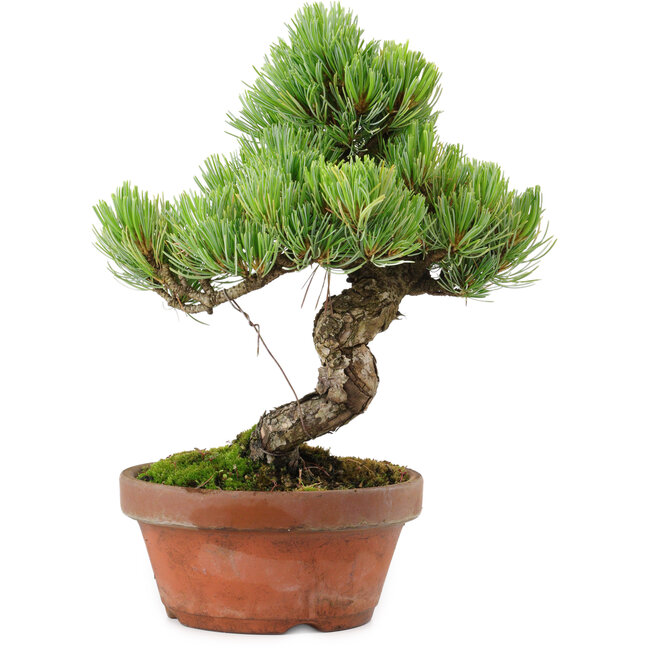Pinus parviflora, 24,5 cm, ± 20 años de edad, con un nebari de 5,5 cm