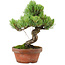 Pinus parviflora, 24,5 cm, ± 20 años de edad, con un nebari de 5,5 cm