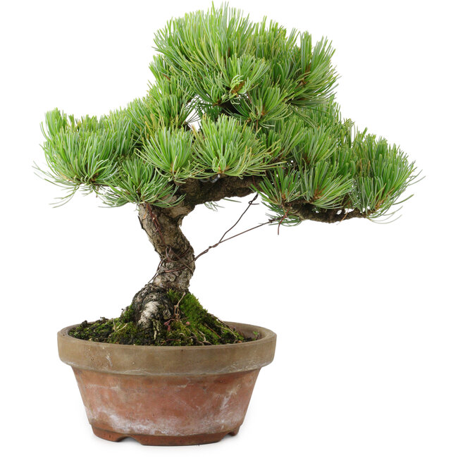 Pinus parviflora, 24,5 cm, ± 20 años de edad, con un nebari de 5,5 cm