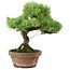 Pinus parviflora, 24,5 cm, ± 20 años de edad, con un nebari de 5,5 cm