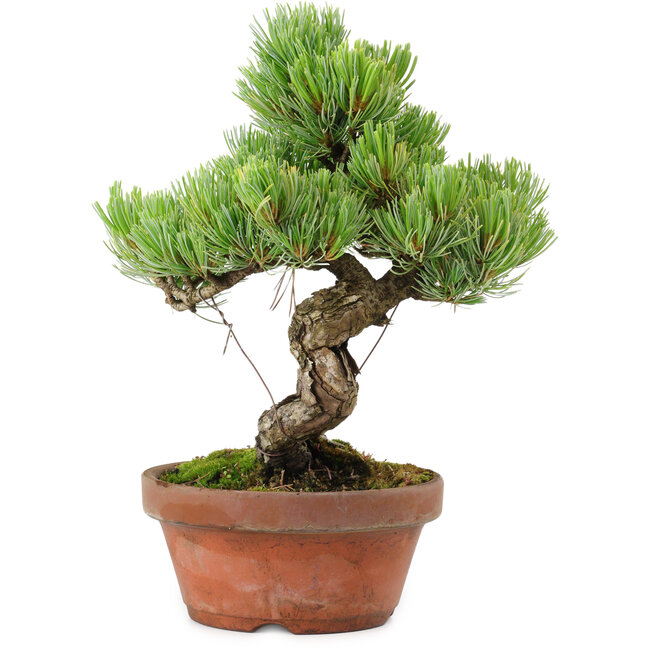 Pinus parviflora, 24,5 cm, ± 20 años de edad, con un nebari de 5,5 cm