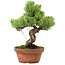 Pinus parviflora, 24,5 cm, ± 20 años de edad, con un nebari de 5,5 cm
