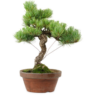 Pinus parviflora, 24,5 cm, ± 20 años de edad