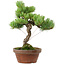 Pinus parviflora, 24,5 cm, ± 20 años de edad, con un nebari de 5,5 cm