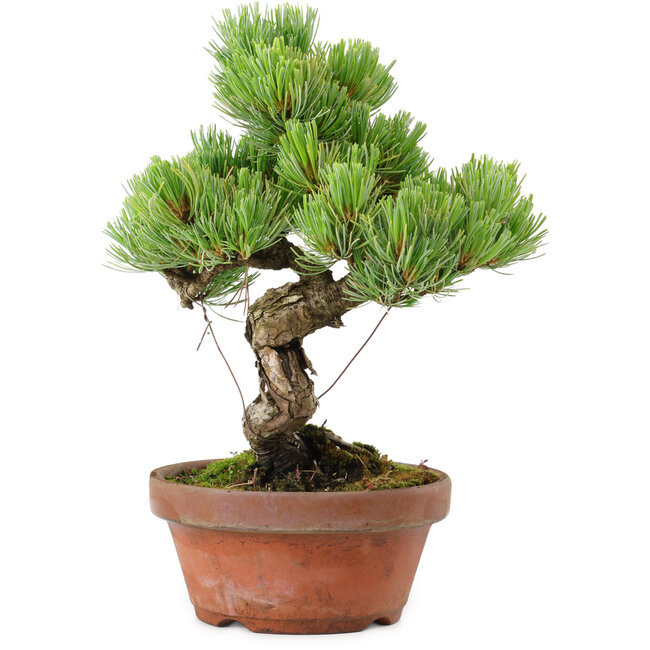 Pinus parviflora, 24,5 cm, ± 20 años de edad, con un nebari de 5,5 cm