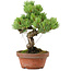 Pinus parviflora, 24,5 cm, ± 20 años de edad, con un nebari de 5,5 cm