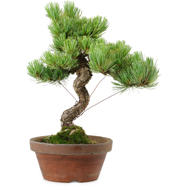 Pinus parviflora, 24,5 cm, ± 20 años de edad, con un nebari de 5,5 cm