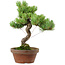 Pinus parviflora, 24,5 cm, ± 20 años de edad, con un nebari de 5,5 cm