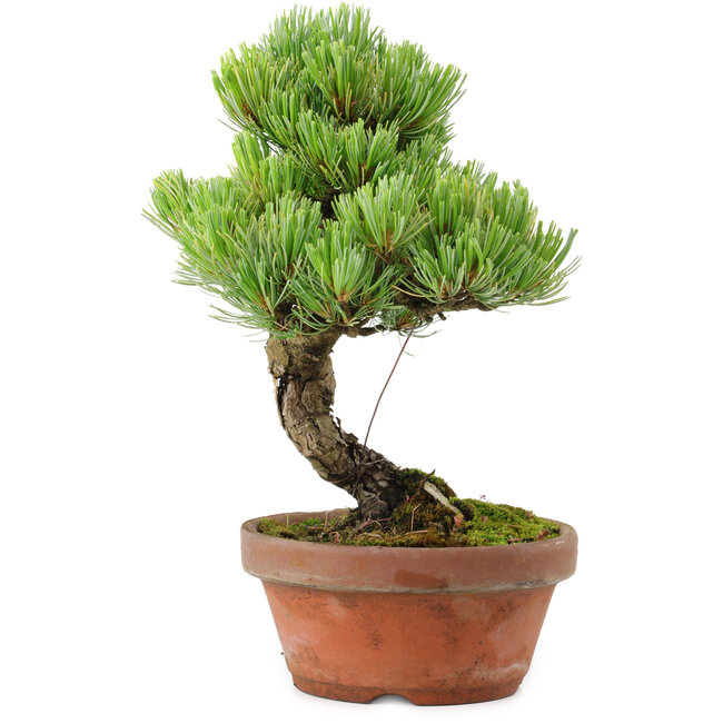 Pinus parviflora, 24,5 cm, ± 20 años de edad, con un nebari de 5,5 cm