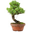 Pinus parviflora, 24,5 cm, ± 20 años de edad, con un nebari de 5,5 cm