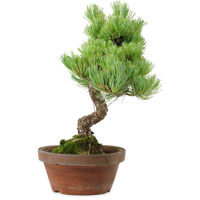 Pinus parviflora, 24,5 cm, ± 20 años de edad, con un nebari de 5,5 cm