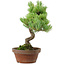 Pinus parviflora, 24,5 cm, ± 20 años de edad, con un nebari de 5,5 cm
