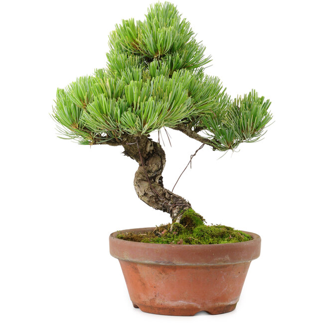 Pinus parviflora, 24,5 cm, ± 20 años de edad, con un nebari de 5,5 cm