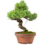 Pinus parviflora, 24,5 cm, ± 20 años de edad, con un nebari de 5,5 cm
