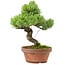 Pinus parviflora, 24,5 cm, ± 20 jaar oud, met een nebari van 5,5 cm