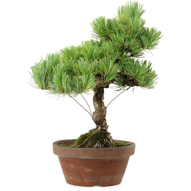 Pinus parviflora, 24,5 cm, ± 20 años de edad, con un nebari de 5,5 cm