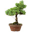 Pinus parviflora, 24,5 cm, ± 20 años de edad, con un nebari de 5,5 cm