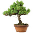 Pinus parviflora, 24,5 cm, ± 20 años de edad, con un nebari de 5,5 cm