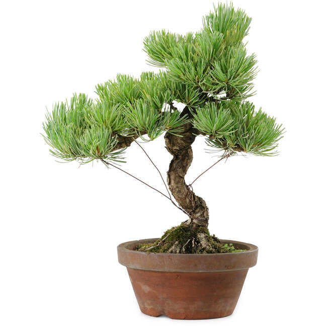 Pinus parviflora, 24,5 cm, ± 20 años de edad, con un nebari de 5,5 cm