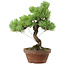 Pinus parviflora, 24,5 cm, ± 20 años de edad, con un nebari de 5,5 cm