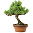 Pinus parviflora, 24,5 cm, ± 20 años de edad, con un nebari de 5,5 cm