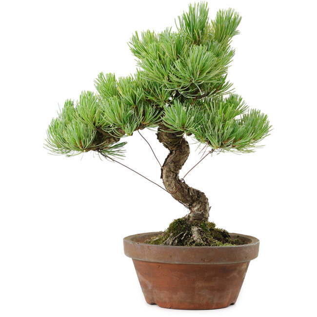 Pinus parviflora, 24,5 cm, ± 20 años de edad, con un nebari de 5,5 cm