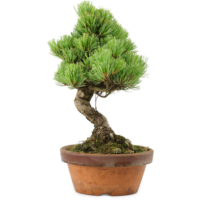 Pinus parviflora, 24,5 cm, ± 20 años de edad, con un nebari de 5,5 cm