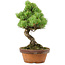 Pinus parviflora, 24,5 cm, ± 20 años de edad, con un nebari de 5,5 cm