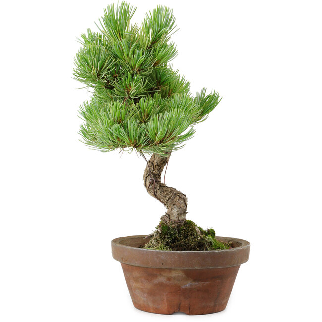 Pinus parviflora, 24,5 cm, ± 20 años de edad, con un nebari de 5,5 cm