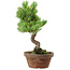 Pinus parviflora, 24,5 cm, ± 20 años de edad, con un nebari de 5,5 cm