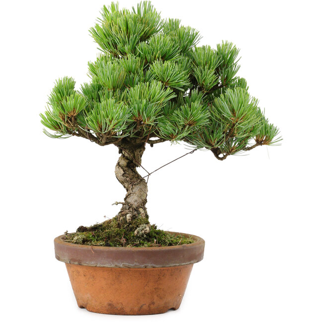Pinus parviflora, 24,5 cm, ± 20 años de edad, con un nebari de 5,5 cm