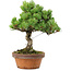 Pinus parviflora, 24,5 cm, ± 20 años de edad, con un nebari de 5,5 cm