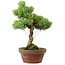 Pinus parviflora, 24,5 cm, ± 20 años de edad, con un nebari de 5,5 cm